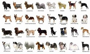 Image result for All Breeds of Small Dogs