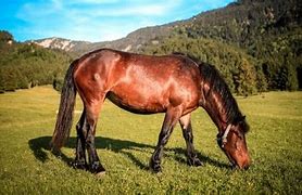 Image result for Race Horse Photos