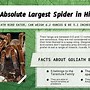 Image result for Biggest Spider in Hte World