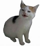 Image result for Funny Cat PNG