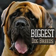 Image result for Real Big Dog Breeds