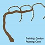 Image result for Grapevine Anatomy