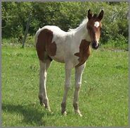 Image result for Fuunny Paint Horse