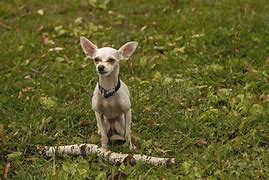 Image result for Square Head Small White Dog