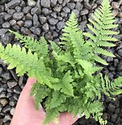 Image result for Dryopteris austriaca