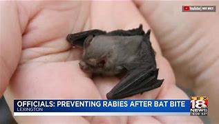 Image result for Bat Bite Symptoms