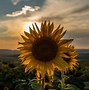 Image result for Sunflower Sky Wallpaper Background