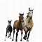 Image result for Dnd Chariot and Horse Transparent