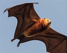 Image result for Large Flying Fox Bat