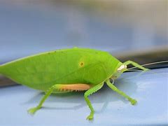 Image result for Leaf Bug Katydid