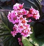 Image result for Bergenia Magic Giant