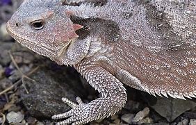 Image result for Mountain Short-Horned Lizard