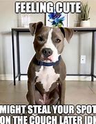 Image result for Funny Pitbull Dog Memes