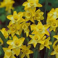 Image result for Narcissus Pipit