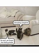 Image result for Shredded Couch Cat Meme