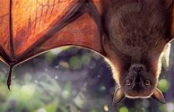 Image result for Flying Fox Bat Hanging