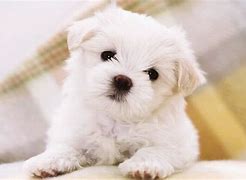 Image result for Super Cute Puppies