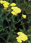 Image result for Achillea Taygetea