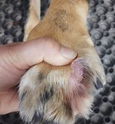 Image result for Benign Cysts On Dogs