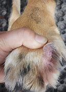 Image result for Interdigital Cysts On Dogs Paws