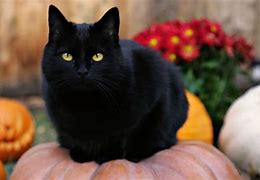 Image result for Cute Pumpkin Black Cat