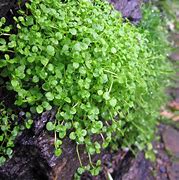 Image result for Mentha requienii