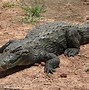 Image result for Alligator and Crocodile Species