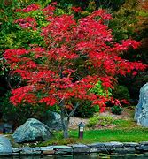 Image result for Full Moon Japanese Maple Tree