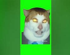 Image result for Cyber Monday Cat Meme