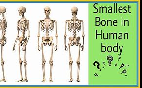 Image result for Smallest Bone in Human Body