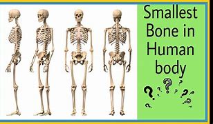 Image result for Smallest Bone