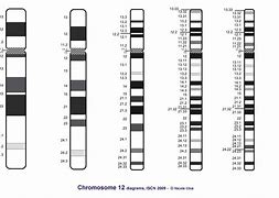 Image result for chromosom_8