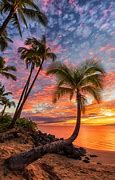 Image result for Hawaiian Beach Palm Trees Sunset