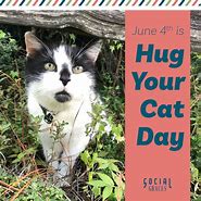 Image result for Hug Your Cat Day