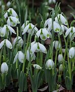 Image result for Galanthus Wifi Jingle Bells