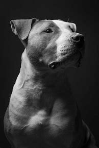 Image result for Staffordshire Blue Pit Bull