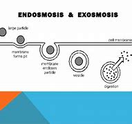 Image result for exosmosis