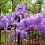 Image result for Best Climbing Plants for Arbors