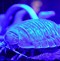 Image result for Isopod Meme