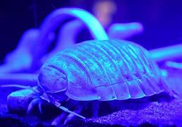 Image result for Giant Isopod Bite