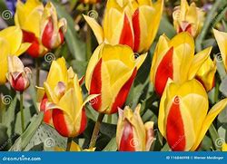 Image result for Tulipa First Love