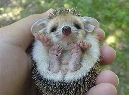 Image result for Cutest Baby Animals