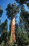 Image result for Largest Living Organism On the Planet
