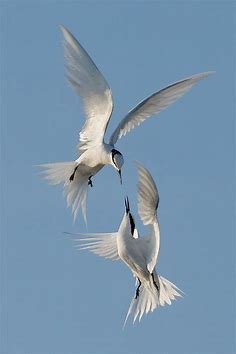 Fighting Terns | Smithsonian Photo Contest | Smithsonian Magazine
