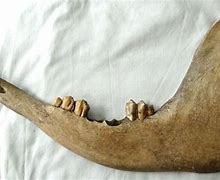 Image result for Horse Jaw Bone