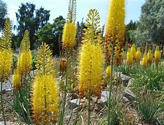 Image result for Eremurus stenophyllus