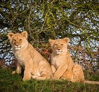 Image result for Lion Safari Park