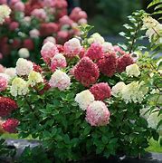 Image result for Hydrangea paniculata Little Lime (r)