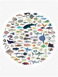 Image result for 100 Fish Clip Art