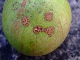 Image result for Apple Tree Infections